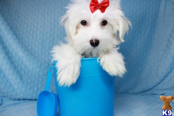 lvpuppyheaven Picture 2